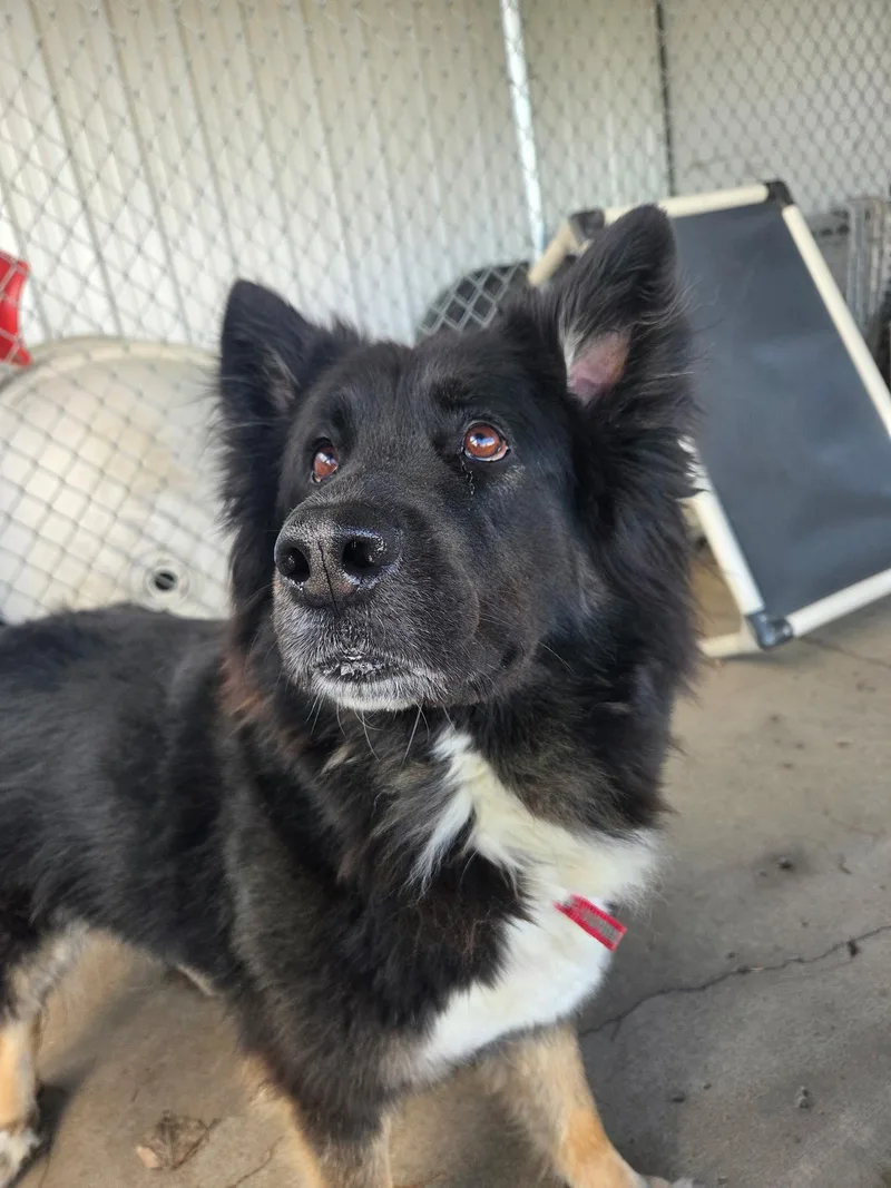 Kona