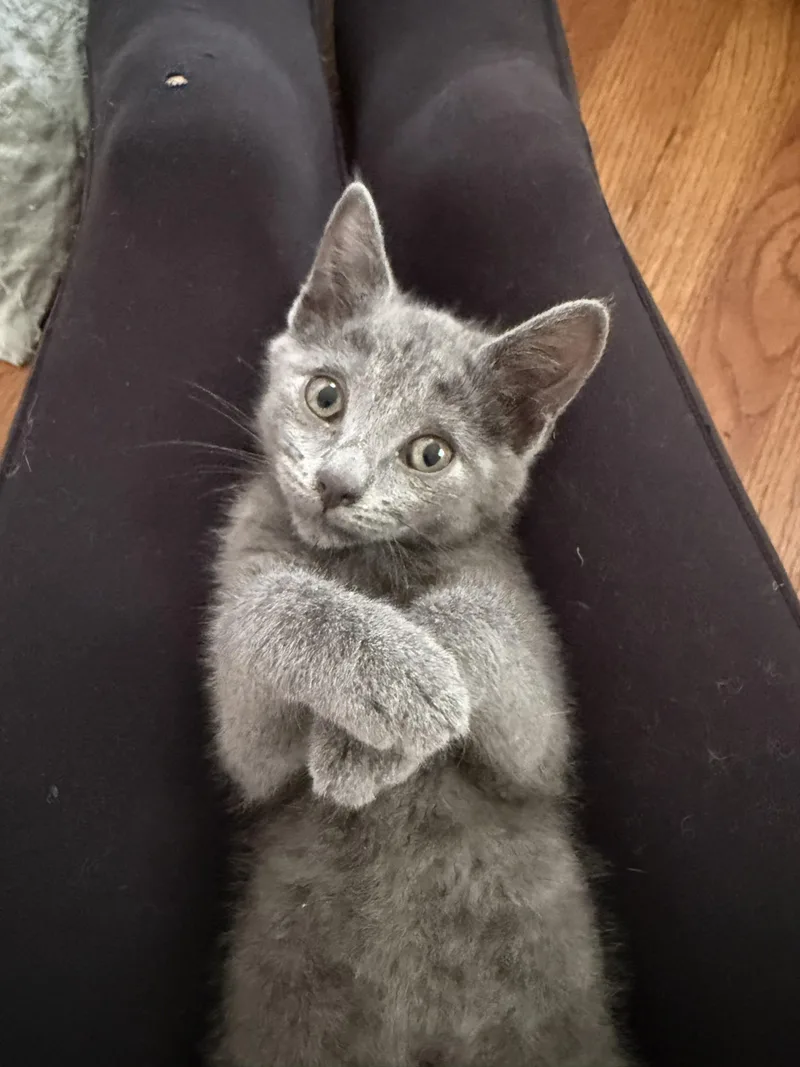 A baby medium-sized female Gray / Blue / Silver Domestic Short Hair cat named Jackie for adoption in Springfield, MA