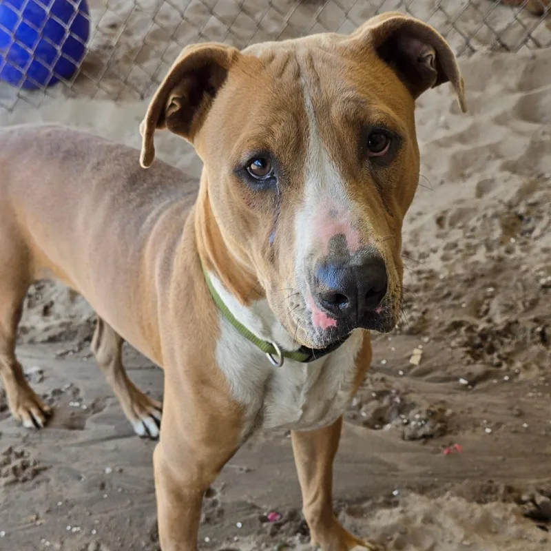 A young medium-sized male Golden American Bulldog dog named Scotch for adoption in Ocala, FL