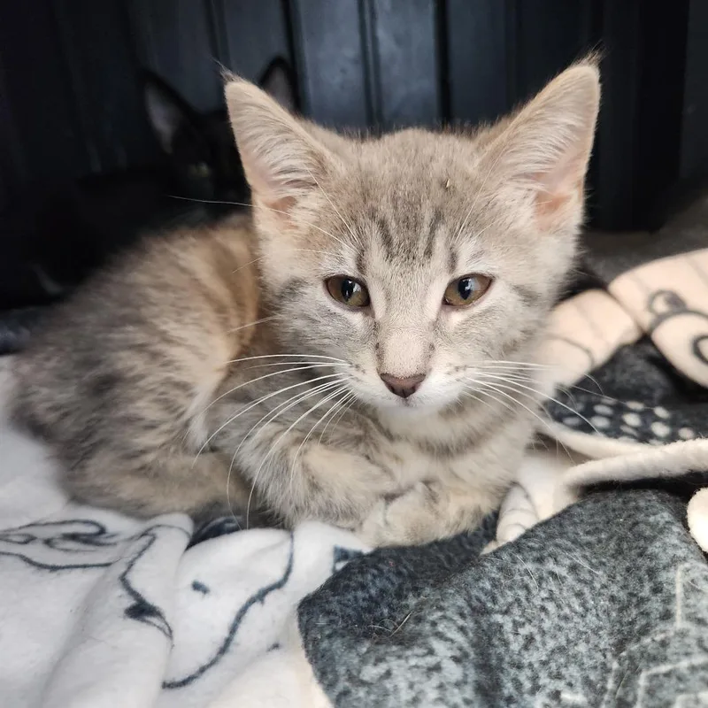 A baby small-sized female Gray / Blue / Silver Domestic Short Hair cat named Fuji for adoption in Fort Wayne, IN