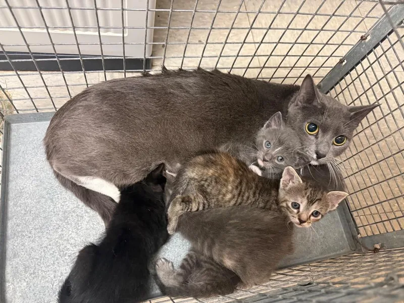 A baby medium-sized female Domestic Short Hair cat named Agnes for adoption in Sorrento, LA