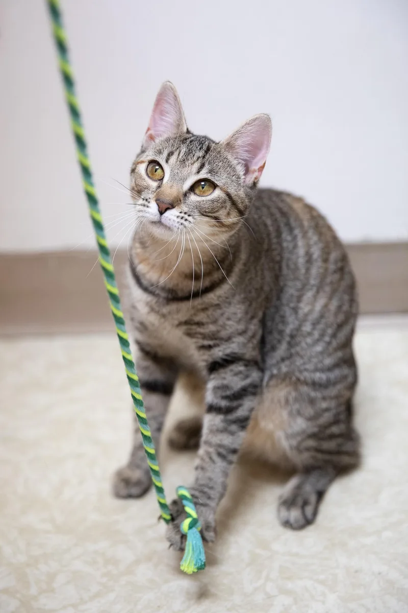 A young medium-sized female Tortoiseshell Domestic Short Hair cat named Sophia for adoption in Montclair, NJ