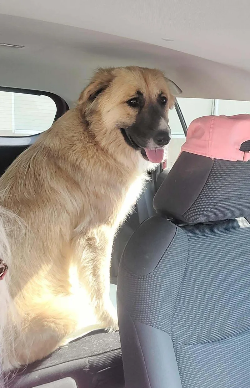 An adult large-sized female Apricot / Beige Great Pyrenees dog named Miss Pennie cs for adoption in Columbia, MD