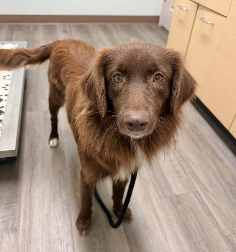 A young medium-sized female Australian Shepherd dog named Sadie for adoption in Southaven, MS