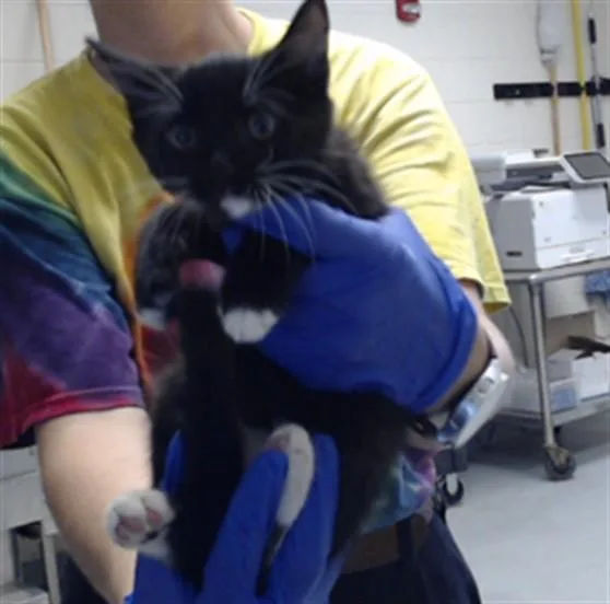 A baby small-sized male Domestic Short Hair cat named Shinx for adoption in Fayetteville, NC