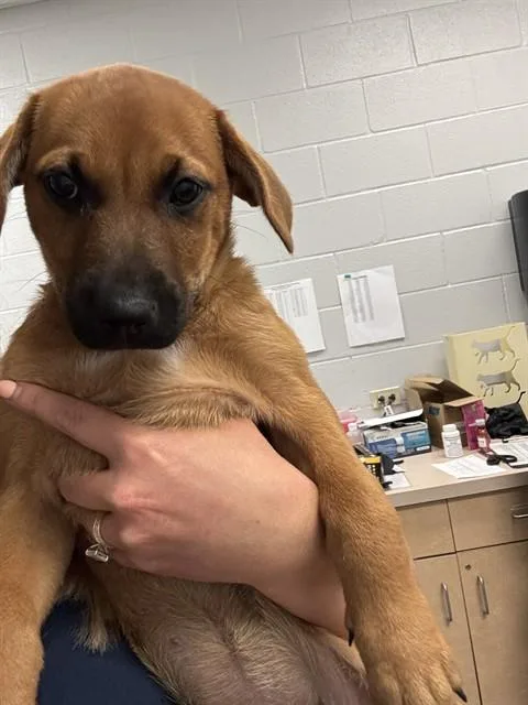 A baby small-sized female Bloodhound dog named Viola for adoption in Corpus Christi, TX