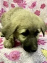 Fiona