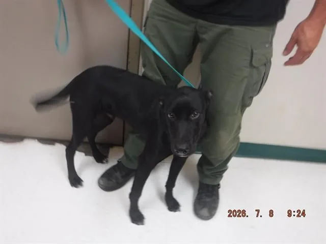 A young medium-sized male Labrador Retriever dog named Cowboy for adoption in Oroville, CA