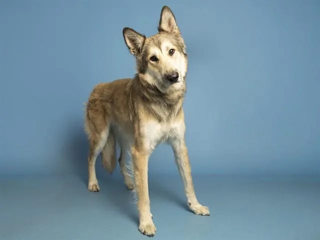 An adult large-sized male German Shepherd Dog dog named Zuko for adoption in Phoenix, AZ