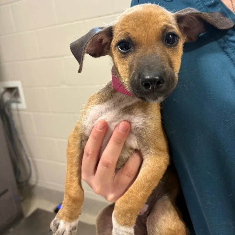 A baby small-sized female White / Cream Mixed Breed dog named Lolo for adoption in Englewood, FL