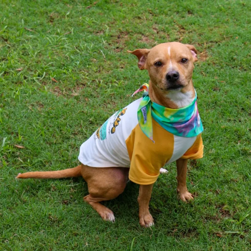 An adult small-sized female Apricot / Beige Terrier dog named Callie for adoption in Orlando, FL