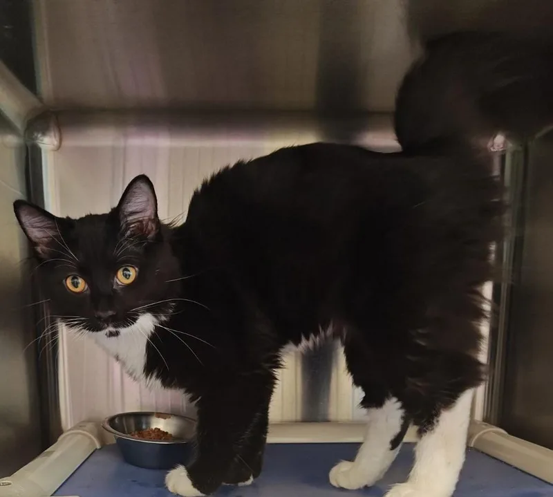 Sylvester