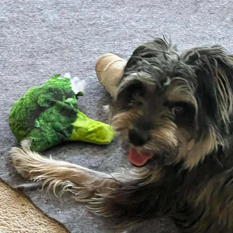 Lilly thumbnail 5
