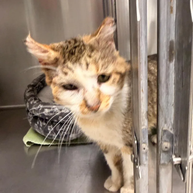 An adult large-sized male White Domestic Short Hair cat named Pat for adoption in Indianapolis, IN