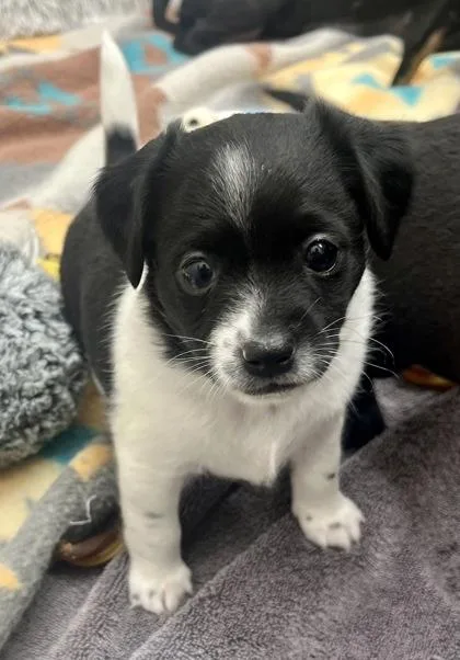 A baby small-sized female Black Terrier dog named Enid for adoption in Annapolis, MD
