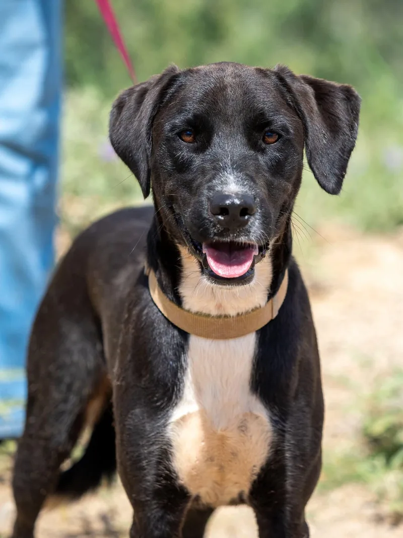 An adult medium-sized male Black Labrador Retriever dog named Shilo for adoption in Globe, AZ