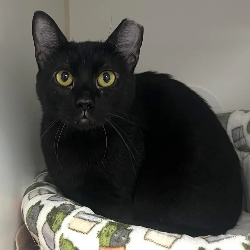 An adult small-sized male Black Domestic Short Hair cat named Noodle for adoption in Reisterstown, MD