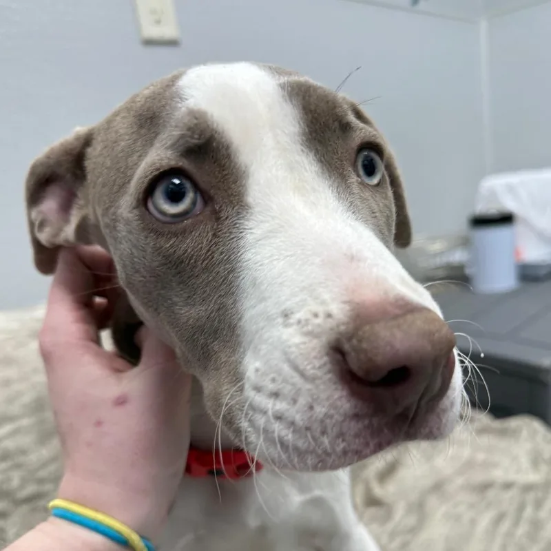 Madeline thumbnail 5