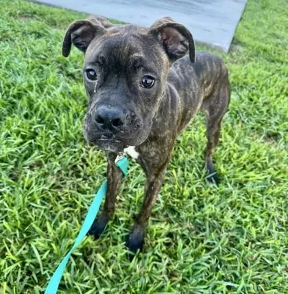 An adult large-sized male Mixed Breed dog named Aphelios for adoption in Vero Beach, FL