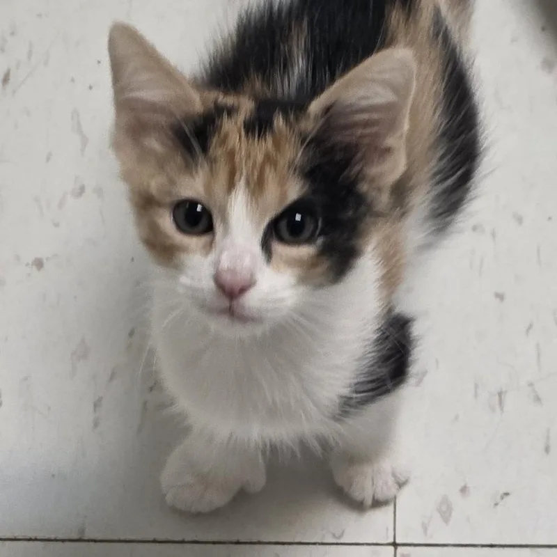 A baby small-sized female White Domestic Short Hair cat named Muffin for adoption in Midland, TX