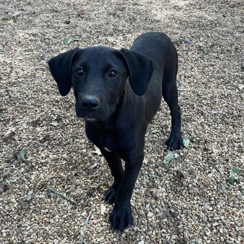A young large-sized female Black Labrador Retriever dog named Dawn for adoption in Heber Springs, AR
