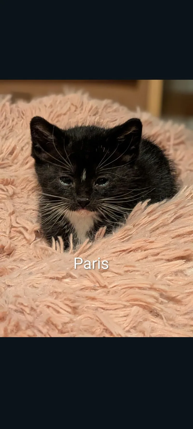 A baby medium-sized male Black Domestic Short Hair cat named Paris for adoption in Lewis Center, OH