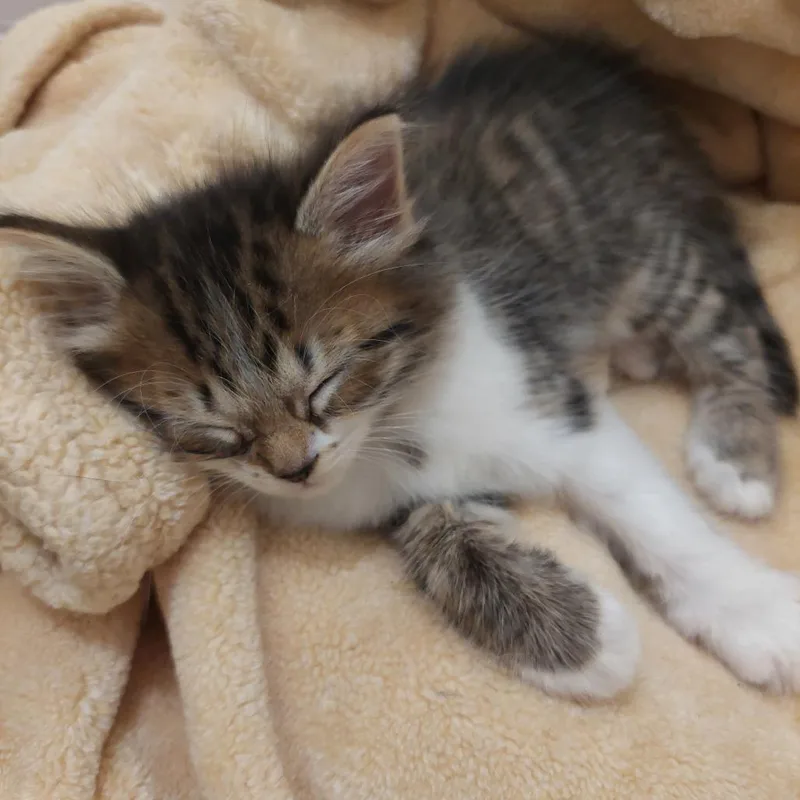 A baby small-sized female Brown / Chocolate Domestic Medium Hair cat named Seashell for adoption in Huntsville, AL