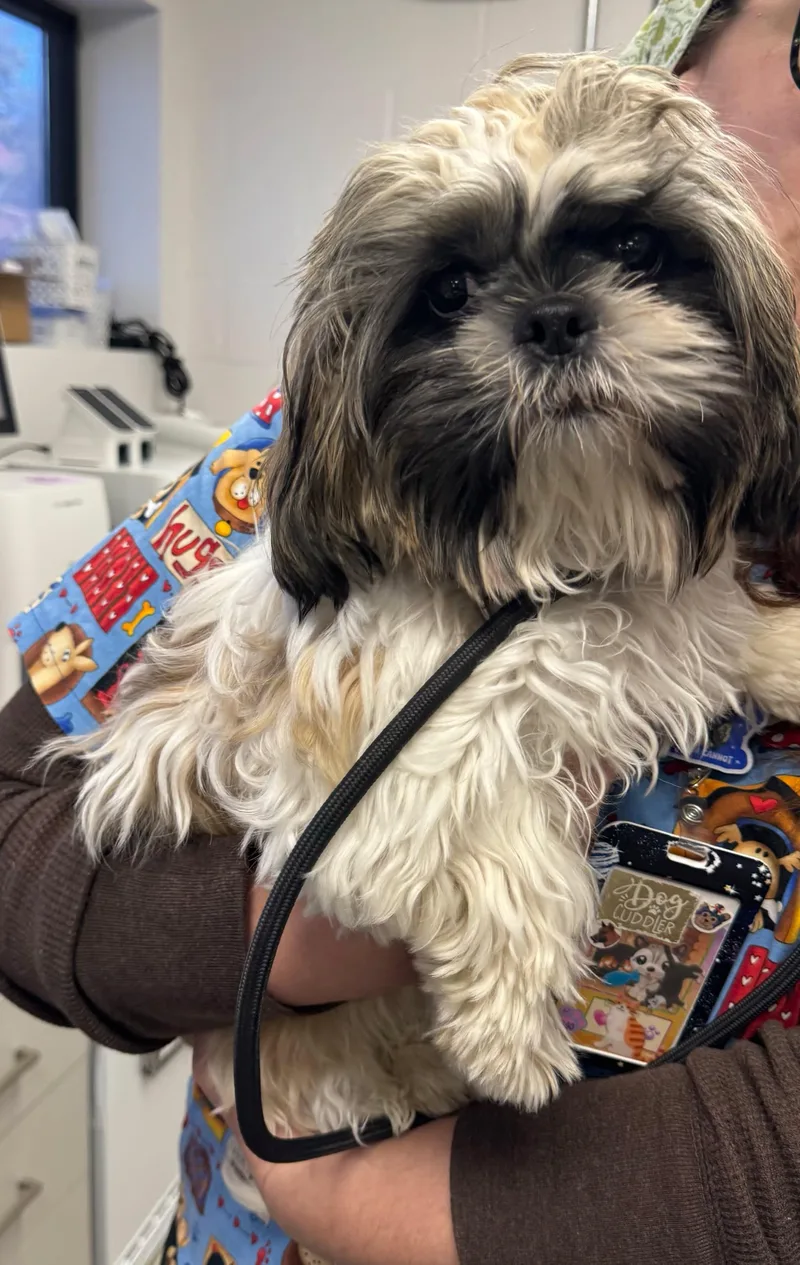 A baby small-sized male Shih Tzu dog named Jerry for adoption in O'Fallon, MO