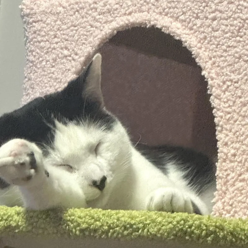 An adult large-sized male White Domestic Short Hair cat named Amore for adoption in Middle Village, NY