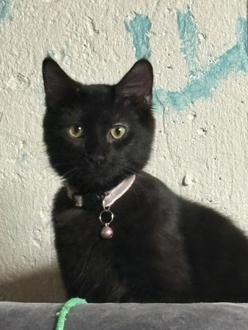 Fluffer + Nutter thumbnail 2