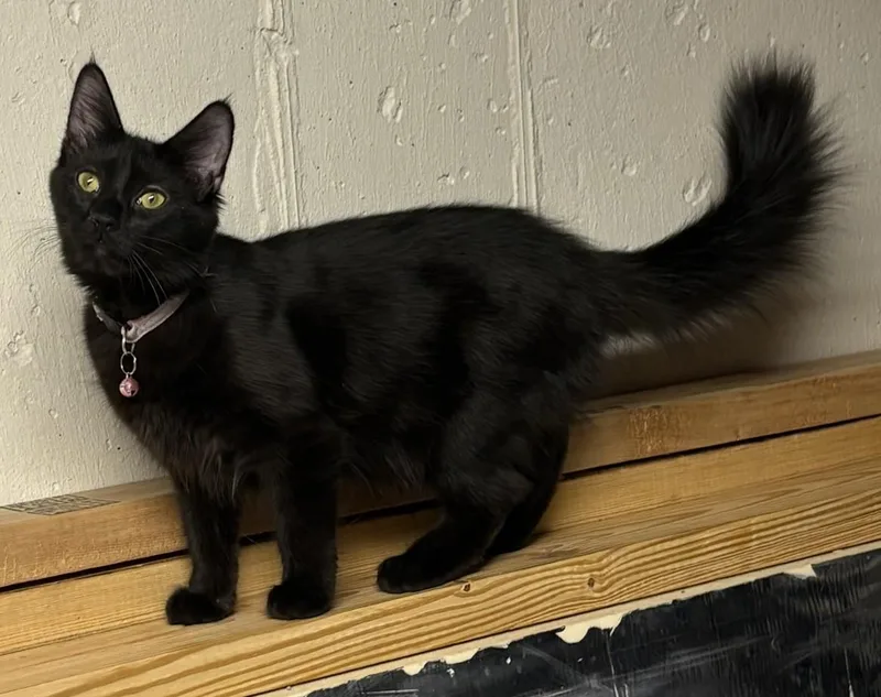 Fluffer + Nutter thumbnail 3