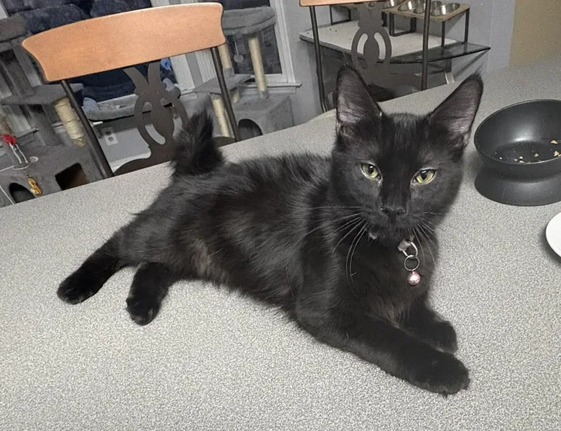 Fluffer + Nutter thumbnail 4