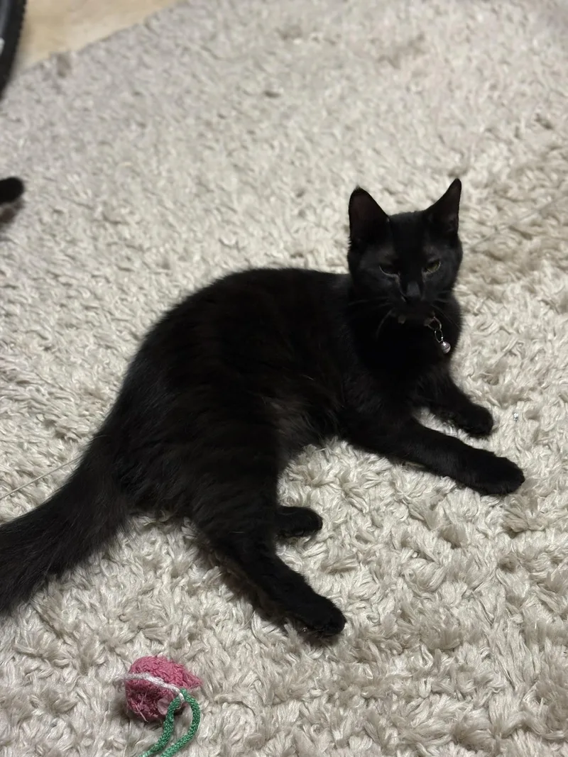 Fluffer + Nutter thumbnail 5