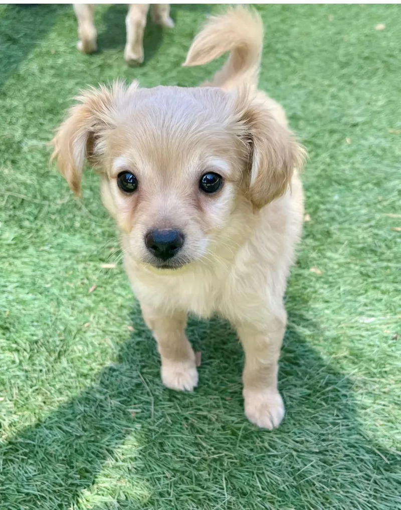 A baby small-sized male Mixed Breed dog named King Julian for adoption in El Cajon, CA