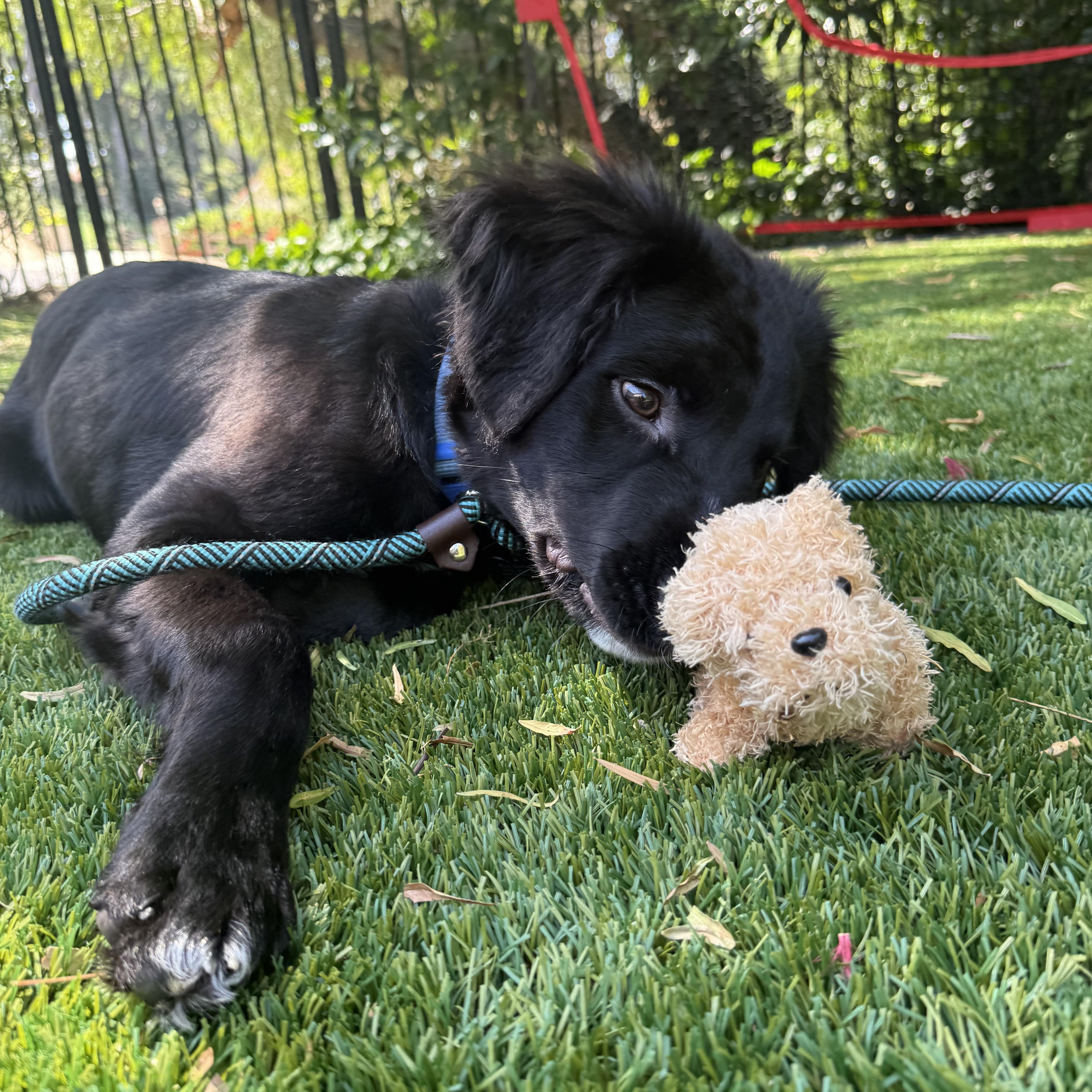 A young medium-sized male Black Border Collie dog named Tux for adoption in Orange, CA