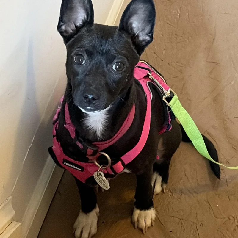 A young small-sized female Chihuahua dog named Dahlia for adoption in Gainesville, VA