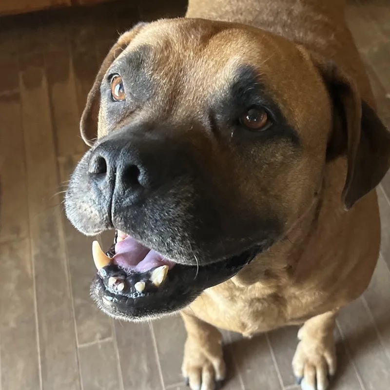An adult medium-sized female Golden Bullmastiff dog named Honey for adoption in Spring, TX
