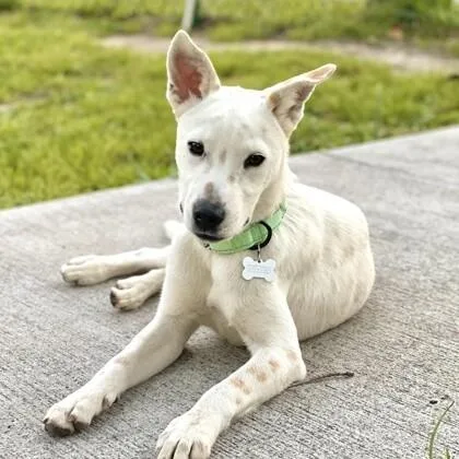 A young medium-sized male White / Cream Labrador Retriever dog named Belize for adoption in Houston, TX