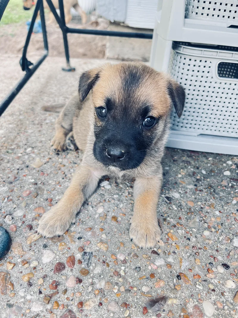 A baby medium-sized male Apricot / Beige Black Mouth Cur dog named Tator Tot for adoption in Kingwood, TX