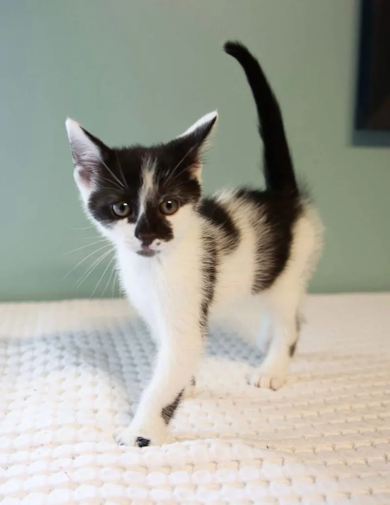 A baby small-sized male Black & White / Tuxedo Domestic Short Hair cat named Chester for adoption in Loogootee, IN