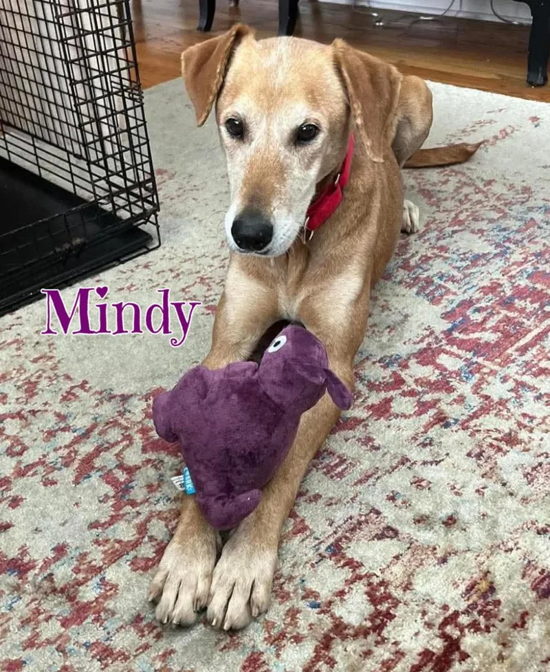 Mindy thumbnail 6