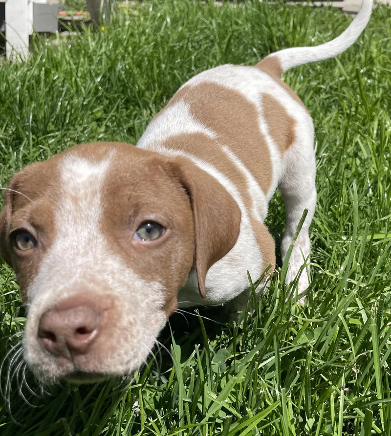 Etta