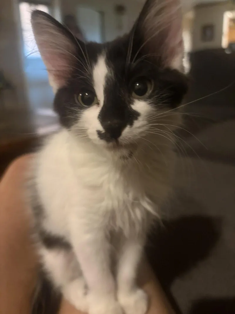 Santana