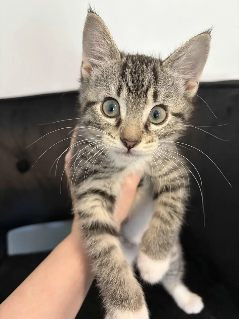 A baby medium-sized male Tabby cat named Hickory for adoption in Buford, GA