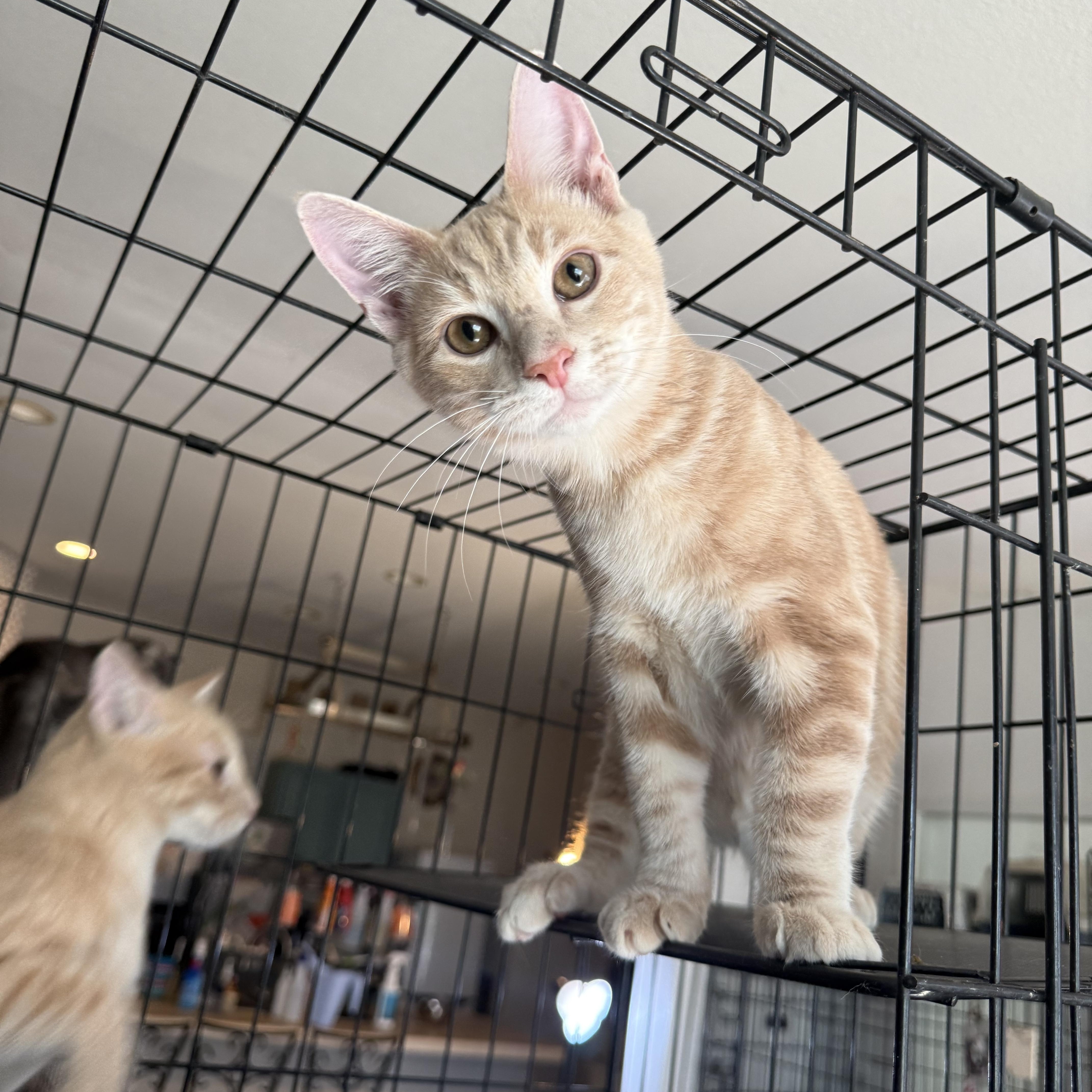 A baby large-sized male Orange / Red Domestic Short Hair cat named Pan for adoption in Fresno, CA