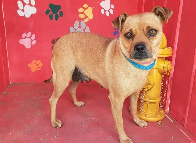 An adult medium-sized female Pug dog named Eevie for adoption in Van Nuys, CA