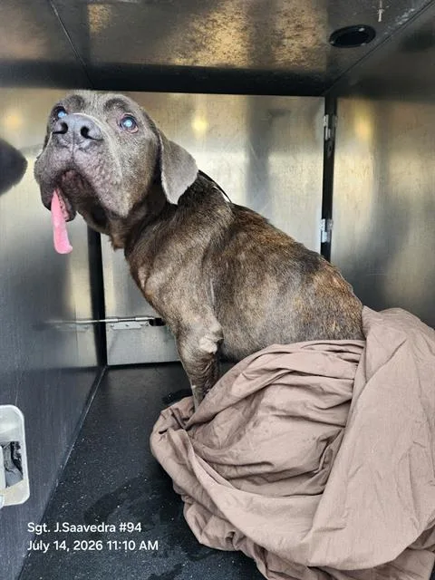 An adult large-sized male Neapolitan Mastiff dog named Monty for adoption in San Antonio, TX