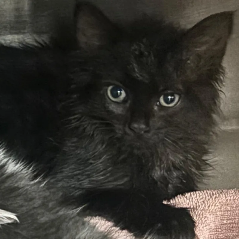 A baby small-sized female Black Domestic Medium Hair cat named Scorpion for adoption in Newark, NJ