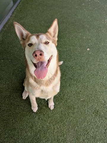An adult large-sized male Siberian Husky dog named Leo for adoption in San Martin, CA