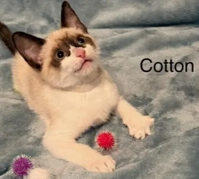 Cotton